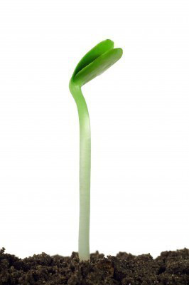 photo of seedling